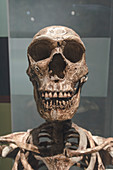 Prehistoric skeleton