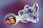 Amoeba protozoan engulfing bacteria, illustration