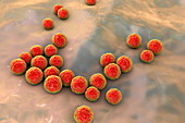 Enterococcus faecalis bacteria, illustration