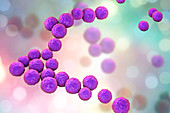Enterococcus faecalis bacteria, illustration