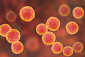 Enterococcus faecalis bacteria, illustration