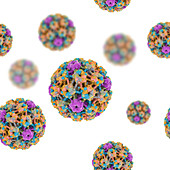 Human papilloma viruses, illustration