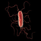 Proteus vulgaris bacterium, illustration