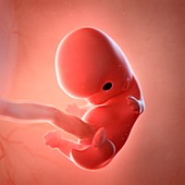 Human foetus age 8 weeks, illustration