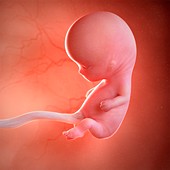 Human foetus age 10 weeks, illustration