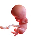 Human foetus age 11 weeks, illustration