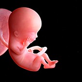 Human foetus age 13 weeks, illustration