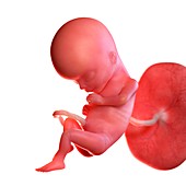 Human foetus age 15 weeks, illustration