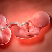 Human foetus age 20 weeks, illustration
