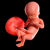 Human foetus age 21 weeks, illustration