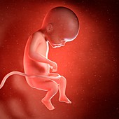 Human foetus age 22 weeks, illustration