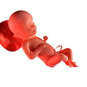 Human foetus age 23 weeks, illustration