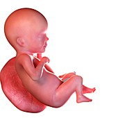 Human foetus age 26 weeks, illustration
