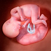 Human foetus age 27 weeks, illustration