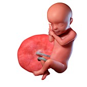 Human foetus age 30 weeks, illustration