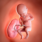 Human foetus age 31 weeks, illustration