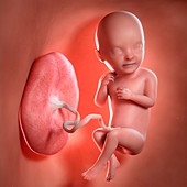 Human foetus age 33 weeks, illustration