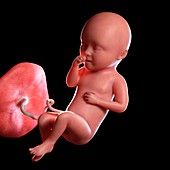 Human foetus age 34 weeks, illustration