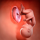 Human foetus age 37 weeks, illustration