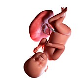 Human foetus age 38 weeks, illustration