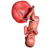 Human foetus age 40 weeks, illustration