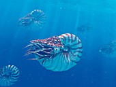 Nautilus, illustration