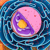 Cell nucleus, illustration