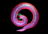 Nematode worm