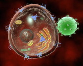 HIV Virus Human Cell 1