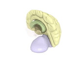 Brain Anatomy 3