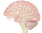 The brainstem