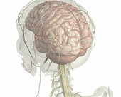 The cerebellum