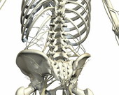 The nerves of the upperbody