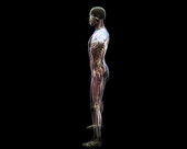 Musculoskeletal Body X-Ray 1