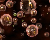 HIV Virus Human Cells 3