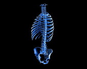 Spine Ribs Pelvis Bones X-Ray 1
