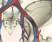 The iliac arteries