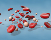 Blood Cells 4