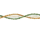 DNA Helix 8