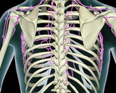 The thoracic duct