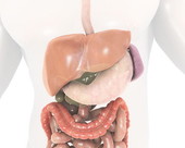 Gallbladder Pancreas Zoom 1