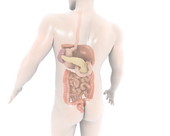 Digestive System Body 3
