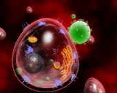 HIV infecting a T cell