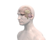 Male Brain