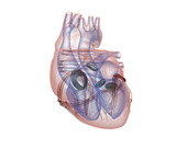 Heartbeat X-Ray 5