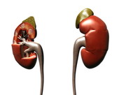 Kidneys Anatomy 3