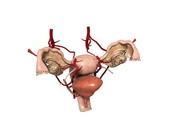 Female Organs 4