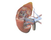 Kidney Anatomy 5