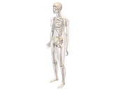 CNS Skeleton 1