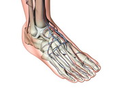 The blood vessels of the foot